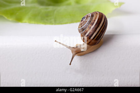 Große einzelne Schnecke mit grünen Salatblatt Stockfoto