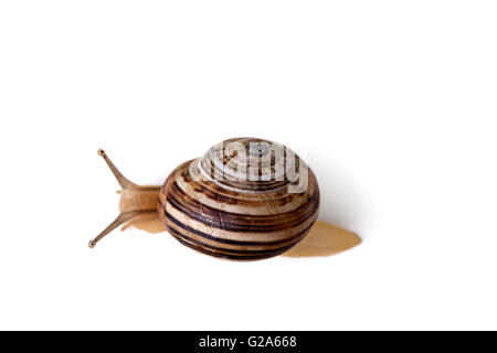 Große einzelne Schnecke isoliert auf weißem Studioaufnahme Stockfoto