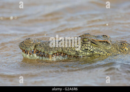 Nil-Krokodil (Crocodylus Niloticus), Sambesi, südlichen Sambia Stockfoto