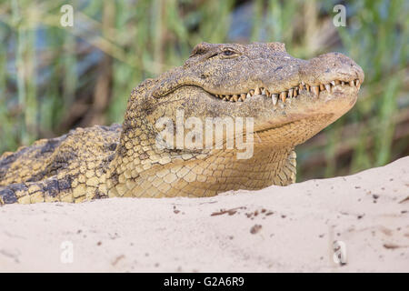 Nil-Krokodil (Crocodylus Niloticus) am Sambesi, südlichen Sambia Stockfoto