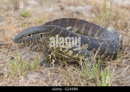 Nilwaran (Varanus Niloticus), Liuwa-Plain-Nationalpark, Nordwest-Sambia Stockfoto