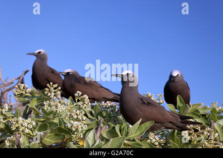 Braun Noddy (Anous Stolidus) am Baum, Lady Elliot Island, Queensland, Australien Stockfoto