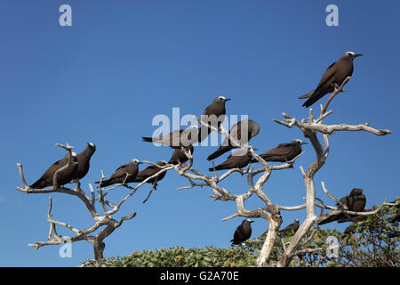 Braun Noddy (Anous Stolidus) auf trockenen Baum, Lady Elliot Island, Queensland, Australien Stockfoto