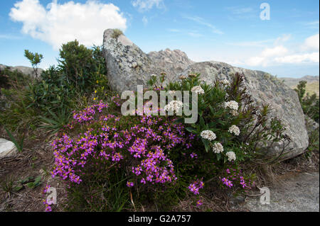Bergblumen im Itatiaia Nationalpark, Stockfoto