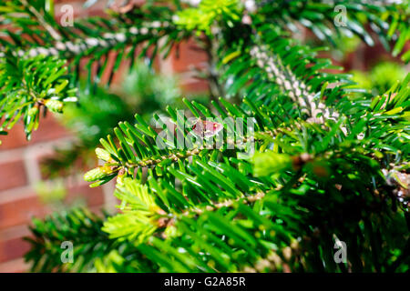 MINZE-MOTTE AUF KONIFEREN BAUM. Stockfoto