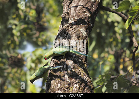 Alexandrine Sittiche Psittacula eupatria. Bandhavgarh Tiger Reserve, Madhya Pradesh, Indien Stockfoto