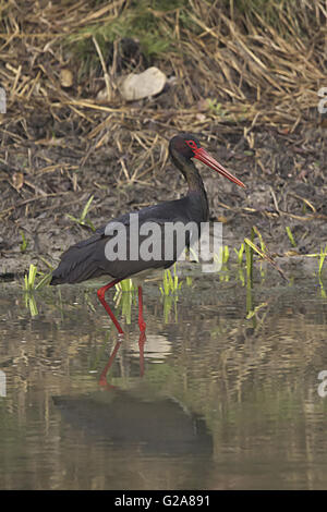 Schwarzstorch, ciconia Nigra. tadoba Tiger Reserve, Maharashtra, Indien Stockfoto