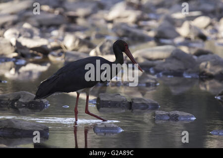 Schwarzstorch, ciconia Nigra. ranthambore Tiger Reserve, Rajasthan, Indien Stockfoto