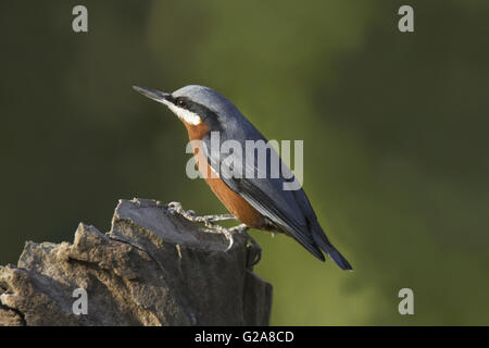 Kastanien-bellied Kleiber Sitta Cinnamoventris. Ghatgarh, Uttara Hand, Indien Stockfoto