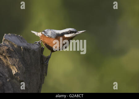 Kastanien-bellied Kleiber Sitta Cinnamoventris. Ghatgarh, Uttara Hand, Indien Stockfoto