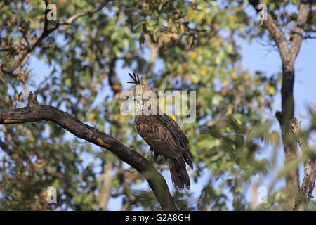 Austauschbare hawk - Adler, nisaetus cirrhatus. Crested hawk Eagle. kanha Tiger Reserve, Madhya Pradesh, Indien Stockfoto