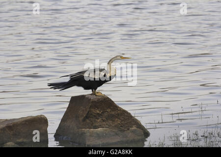 Oriental darter oder indische Darter, anhinga melanogaster. chambal, Rajasthan, Indien Stockfoto