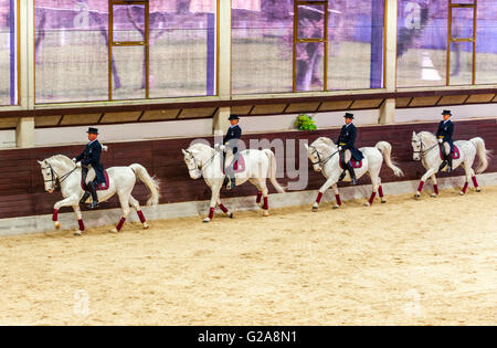 Slowenien-Küste und Kras Lipica-erste Pferdesport-Event der 2016 Lipizzaner Pferde - Square Dancing School Stockfoto