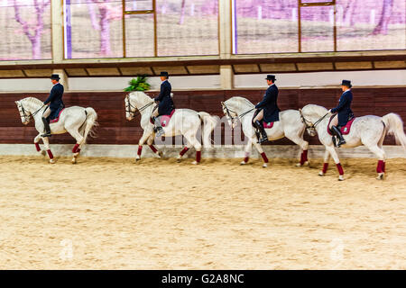 Slowenien-Küste und Kras Lipica-erste Pferdesport-Event der 2016 Lipizzaner Pferde - Square Dancing School Stockfoto