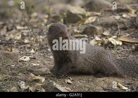 Grau Mongoose, ranthambore Tiger Reserve, Rajasthan, Indien Stockfoto