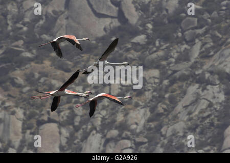 Der greater Flamingo, phoenicopterus Roseus, jawai bundh Dam, Rajasthan, Indien Stockfoto