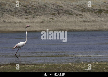 Die größere Flamingo, Phoenicopterus Roseus, Jawai Bundh Dam, Rajasthan, Indien Stockfoto