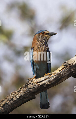 Indische Roller, coracias benghalensis. tadoba Tiger Reserve, Maharashtra, Indien Stockfoto