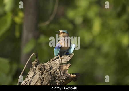 Indische Roller, coracias benghalensis. tadoba Tiger Reserve, Maharashtra, Indien Stockfoto