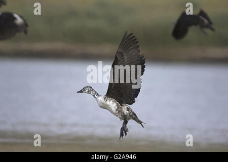 Knopf-billed Ente Sarkidiornis Melanotos, Fluss Chambal, Rajasthan, Indien Stockfoto