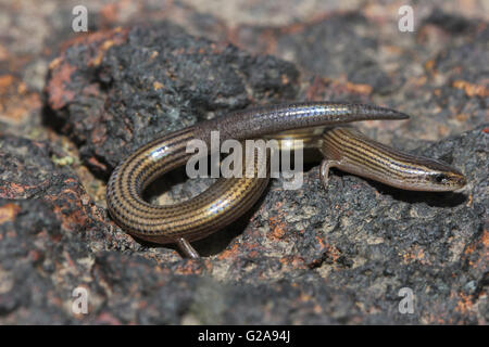 Gefütterte geschmeidig Skink, Lygosoma Lineata, Satara, Maharashtra, Indien Stockfoto