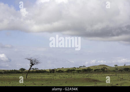 Einsamer Baum, Saswad, Maharashtra, Indien Stockfoto