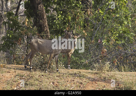 Neelgai weiblich mit Kalb, Bandhavgarh Tiger Reserve, Madhya Pradesh, Indien Stockfoto