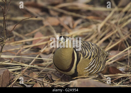 Bemalte Sandgrouse, Pterocles Indicus, Panna Tiger Reserve, Madhya Pradesh, Indien Stockfoto