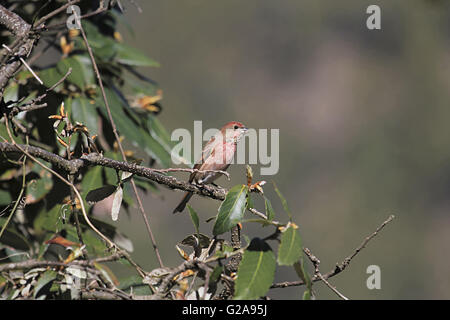 Rosa-browed Rosefinch, Carpodacus Rhodochrous, Mukteshwar, Uttara Hand, Indien Stockfoto