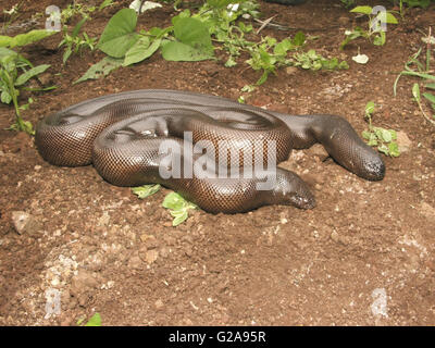 Roter Sand boa. eryx johnii nicht giftig, Common, saswad, Maharashtra, Indien Stockfoto