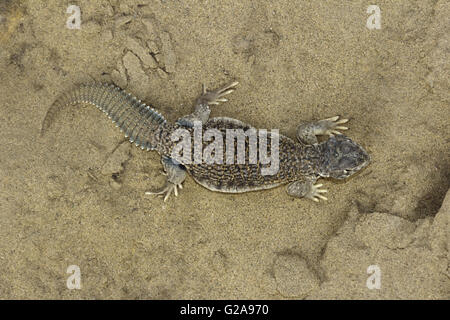 Stachelige-TAILED LIZARD Uromastyx Sam Wüste, Rajasthan, Indien Stockfoto