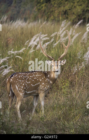 Gefleckte Hirsche oder Chital, Achsenachse, Bandhavgarh Tiger Reserve, Madhya Pradesh, Indien Stockfoto