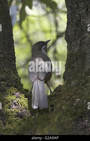 Weiße-throated Laughingthrush, Garrulax Albogularis, Mukteshwar, Uttara hand Stockfoto