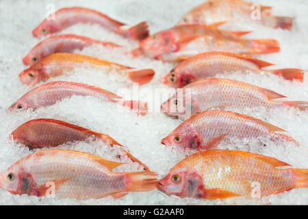 Frische Fische auf Eis am Markt oder im Supermarkt, konzentrierte sich auf die richtige in zweiter Reihe Stockfoto
