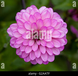 Rosa Dahlie Blume in voller Blüte Nahaufnahme Stockfoto