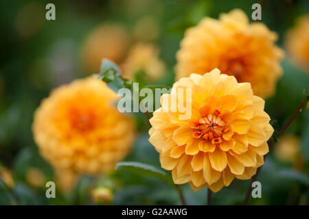 Dahlie gelb und orange Blumen im Garten Stockfoto