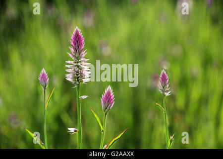 Schöne rosa Celosia Flamingo Feder Blumen aus Goa. Celosia ist kleine Gattung Amarant Familie. Stockfoto