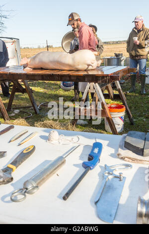 Metzger beginnen schnitzen ein frisch getöteten Schwein während einer Cajun-Boucherie, Teil der traditionellen einwöchigen Karneval Festlichkeiten 8. Februar 2016 in Eunice, Louisiana. Die alte Mode-Community-Event beinhaltet eine ganzes Schwein Schlachten und verwenden, und alle Teile für die Gäste zu kochen. Stockfoto