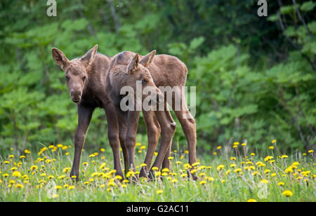 Twin Elch Kälber im Löwenzahn Stockfoto