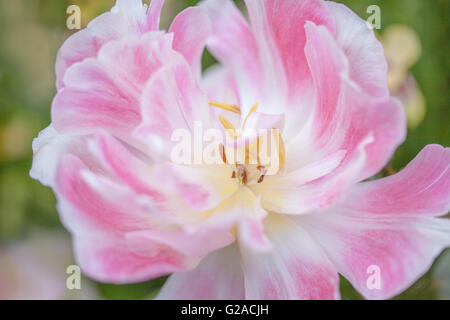 Nahaufnahme der Tulipa "Angelique" Stockfoto