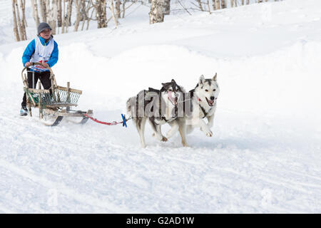 Kamtschatka Kinder Hund Schlitten Race Dulin, Beringia. Kleiner Junge Musher mit seinem Schlitten Hund läuft in einer Entfernung von 3 km. Stockfoto