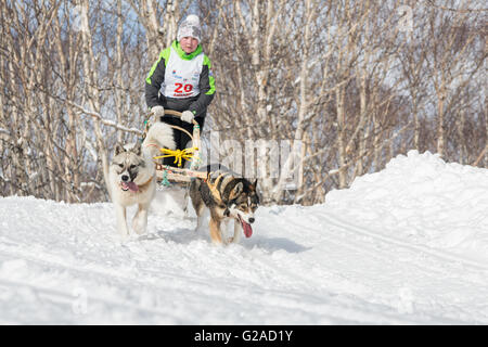 Kamtschatka Kinder Hund Schlitten Racing Dulin, Beringia. Junges Mädchen Musher mit seinem Schlitten Hund läuft in einer Entfernung von 3 km. Stockfoto