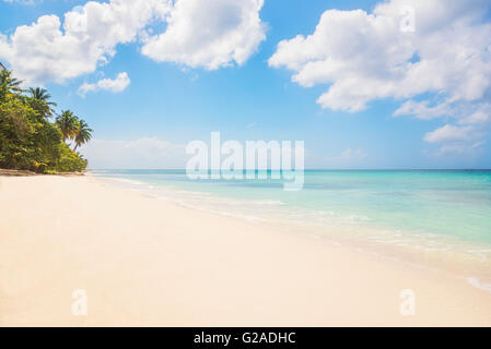 Dominikanische Republik, Palmen wachsen am tropischen Strand Stockfoto