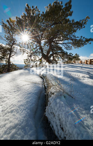 Sonnenstrahlen brechen durch Äste im winter Stockfoto