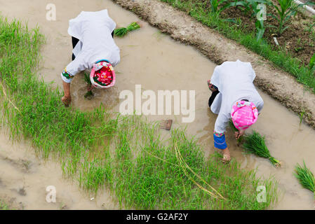 Zhuang Mädchen Verpflanzung Reis Sämlinge auf Wasser gefüllt Reis Terrasse, Longsheng, Provinz Guangxi, China Stockfoto