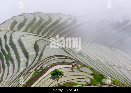 Bauern arbeiten auf dem Wasser gefüllt Reisterrassen im Morgennebel im Gebirge, Longsheng, Provinz Guangxi, China Stockfoto