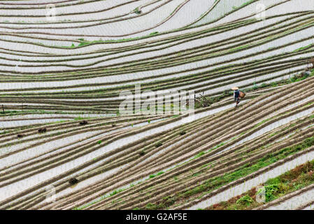 Landwirt auf dem Wasser gefüllt Reis-Terrassen in den Bergen Dazhai, Provinz Guangxi, China Stockfoto