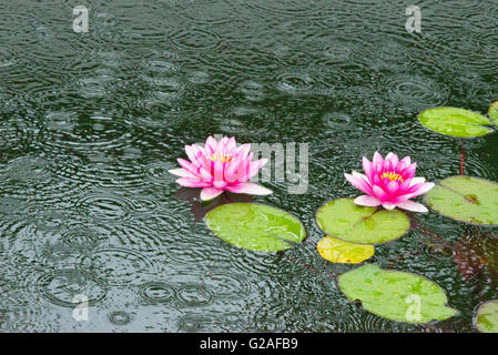 Lily Pond, Suzhou, Provinz Jiangsu, China Stockfoto