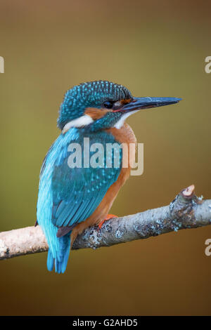 Gemeinsame europäische Eisvogel thront auf einem Ast. Stockfoto