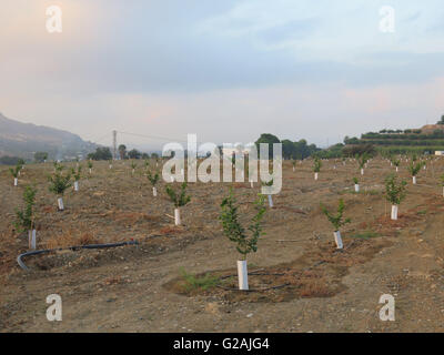 Neu gepflanzte Orangenhain in der Nähe von Alora, Andalusien Stockfoto